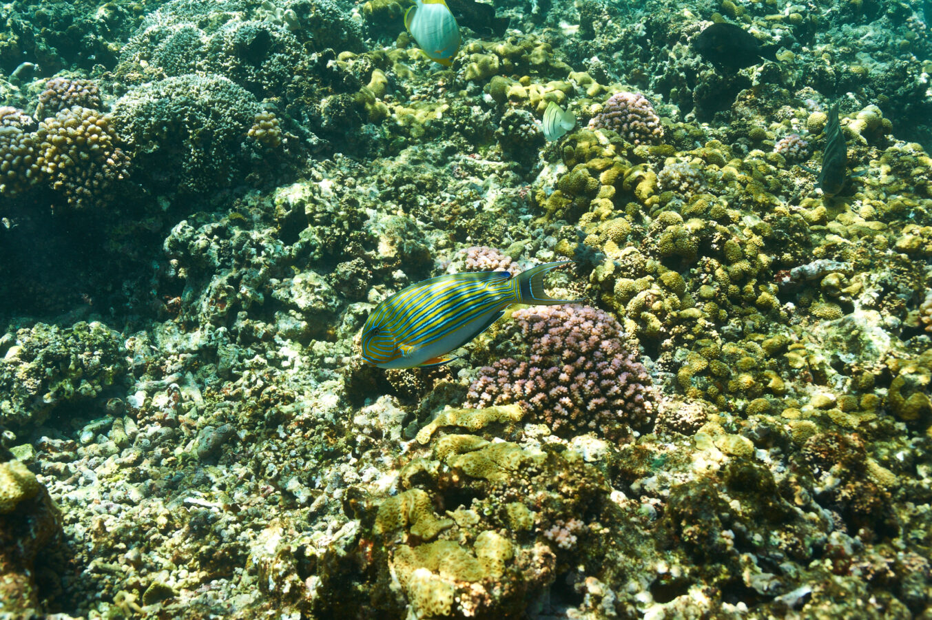 https://www.stockphotos.com/pt/image/coral-reef-and-fish-at-seychelles-21029