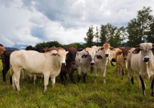 https://www.stockphotos.com/pt/image/group-of-pretty-brazilian-cows-on-a-pasture-at-the-cloudy-day-470494