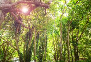 https://www.stockphotos.com/pt/image/jungle-jungle-in-hawaii-6670761