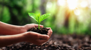 https://www.stockphotos.com/pt/image/hand-holding-small-tree-for-planting-in-forest-concept-green-world-7200616