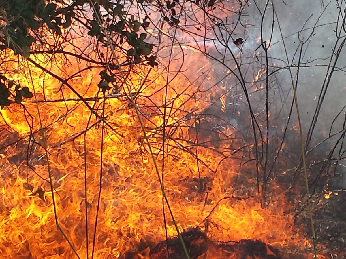 https://www.stockphotos.com/pt/image/flames-of-fire-in-a-summer-field-7856294