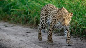 Polícia Ambiental reforça monitoramento no pantanal após ataque de onça-pintada