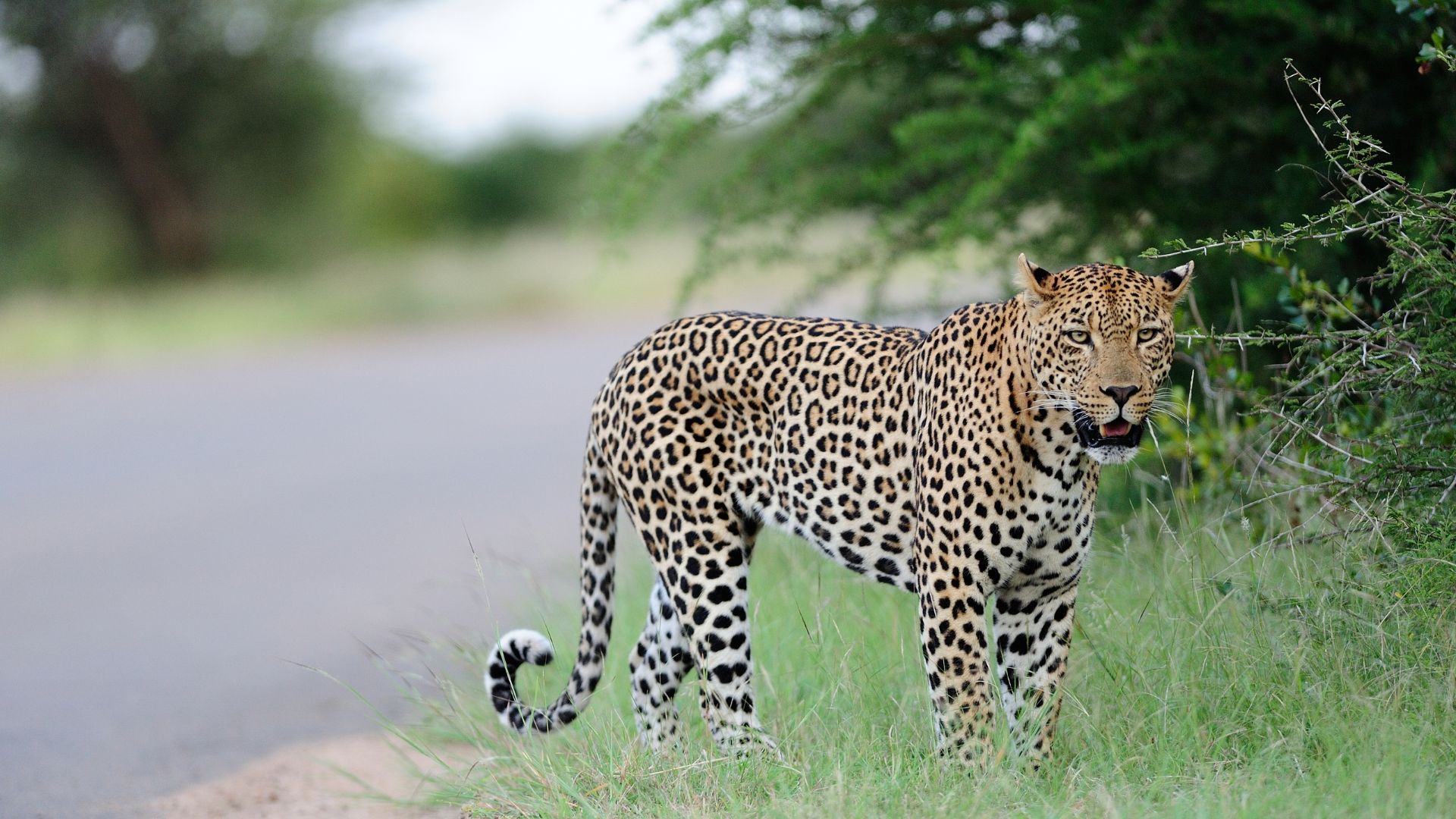 Onça-pintada capturada após ataque no Pantanal é transferida para unidade de conservação em SP