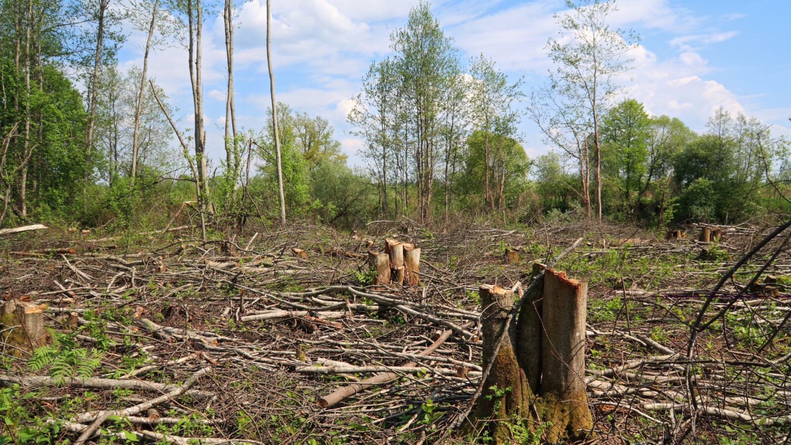 Desmatamento no Pantanal cai 75% e MS reforça combate a incêndios com novas viaturas