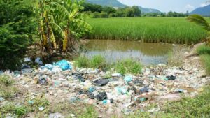 Dia Mundial do Meio Ambiente; como atitudes simples ajudam a proteger o planeta