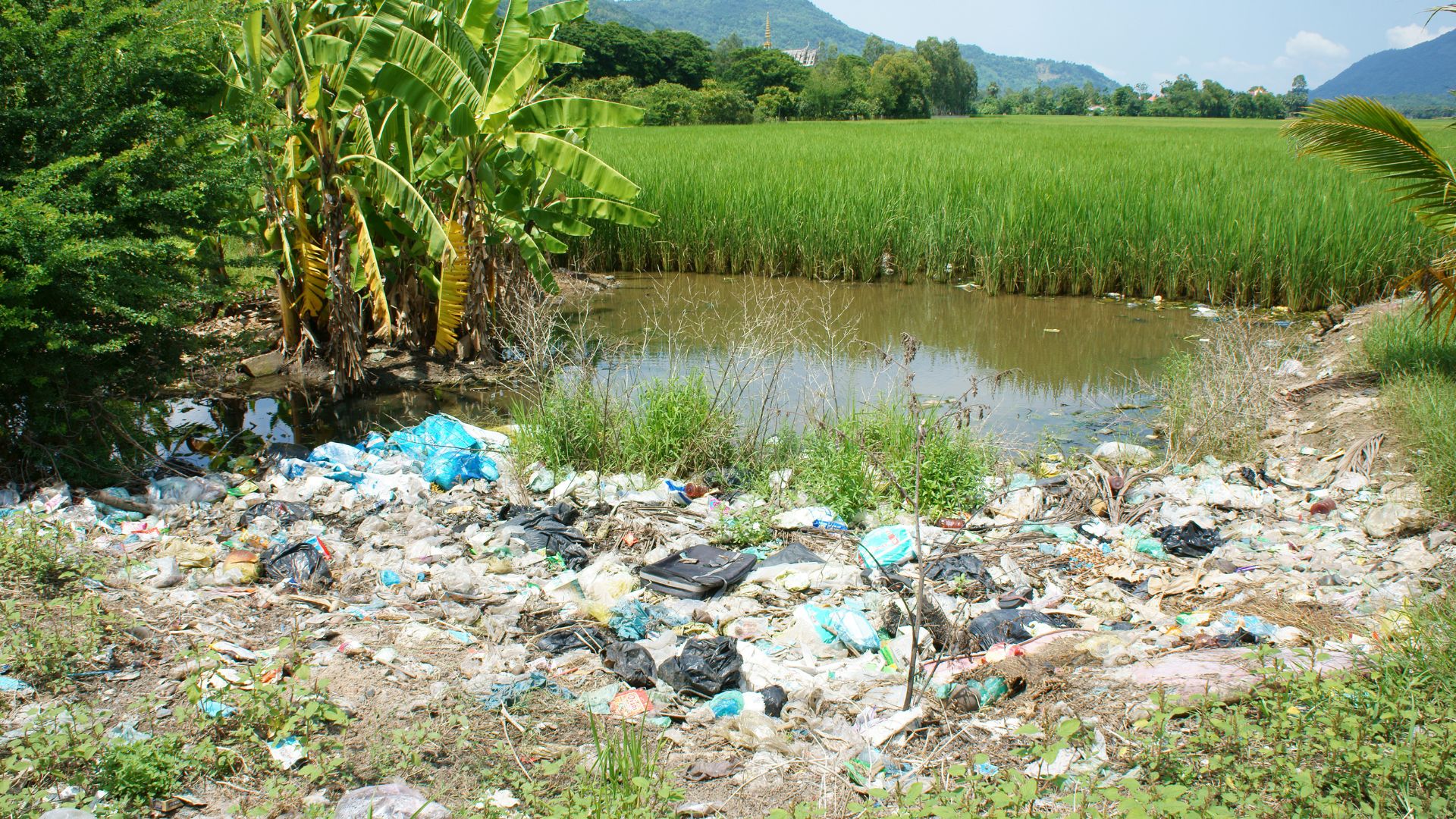 Dia Mundial do Meio Ambiente; como atitudes simples ajudam a proteger o planeta