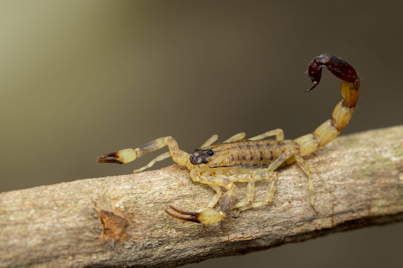 Campo Grande lidera casos de picadas de escorpião em MS e registra duas mortes de crianças em uma semana