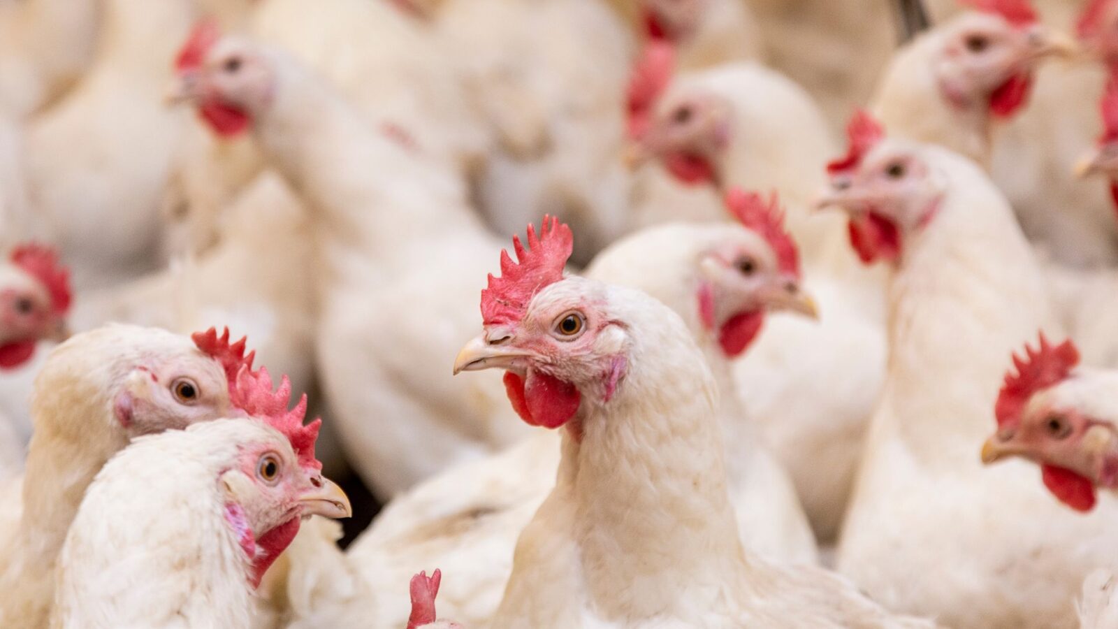 União Europeia reconhece Brasil como livre de gripe aviária e libera exportação de frango