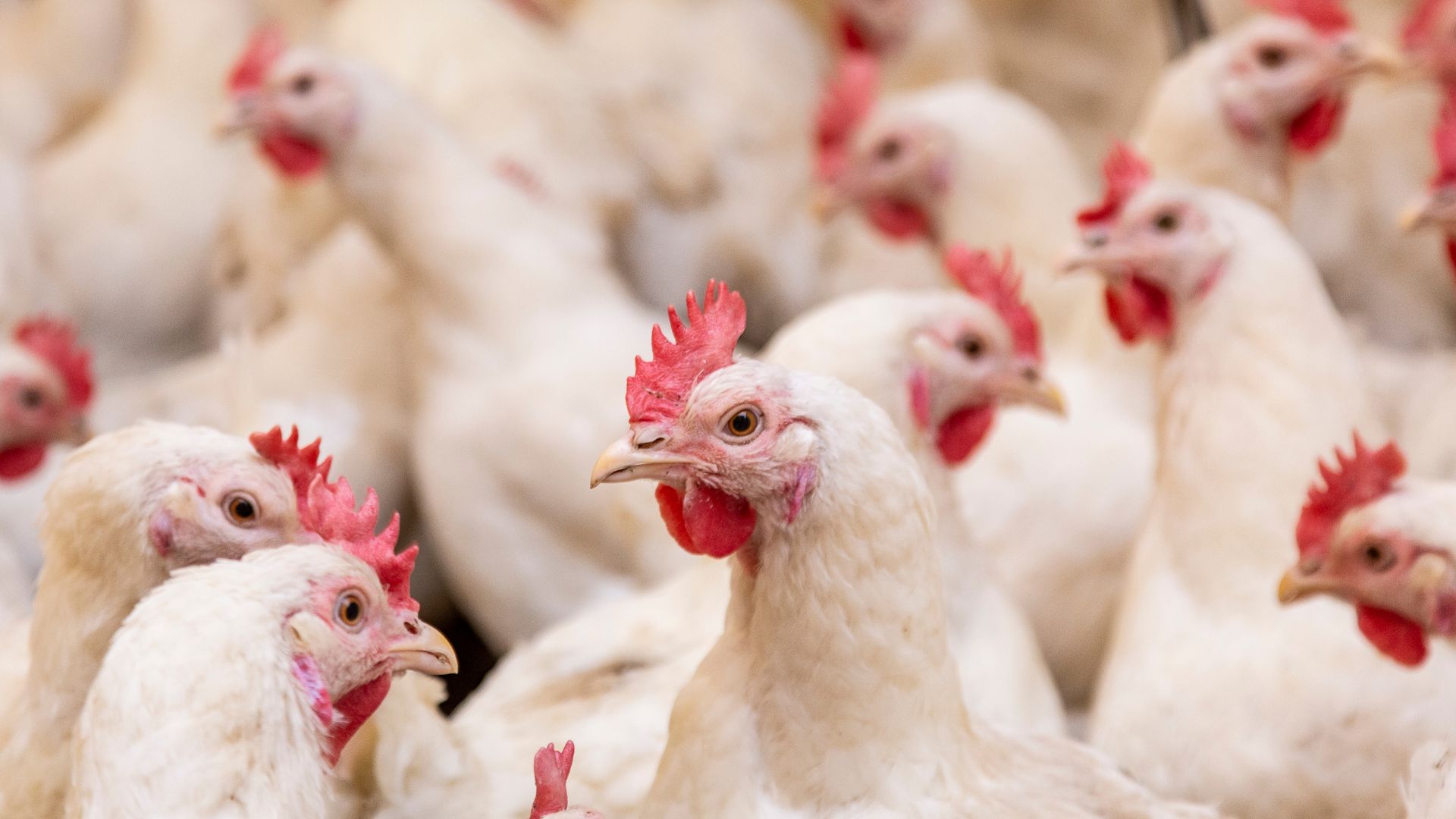 União Europeia reconhece Brasil como livre de gripe aviária e libera exportação de frango