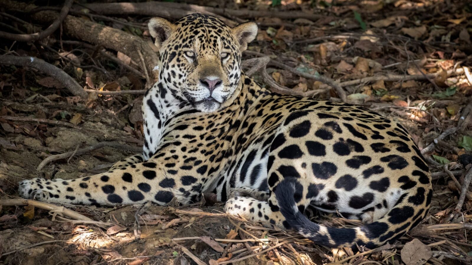 Onças-pintadas do Pantanal estão diante de uma nova ameaça