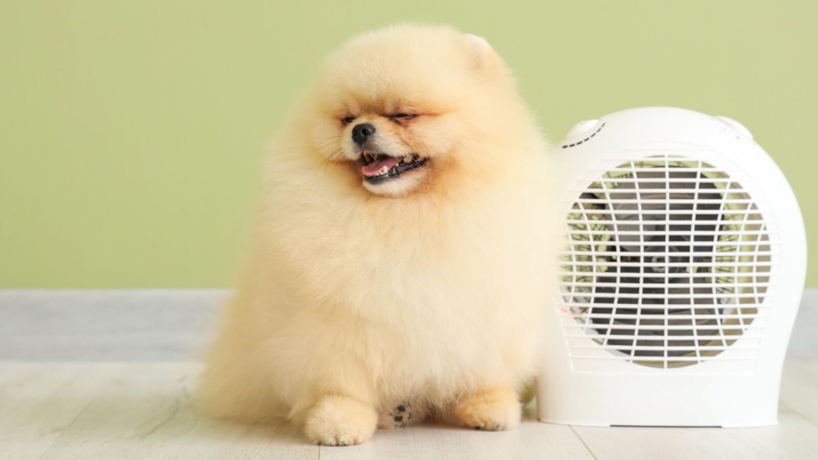 Onda de calor acende alerta: veterinária dá dicas para proteger pets do calor extremo