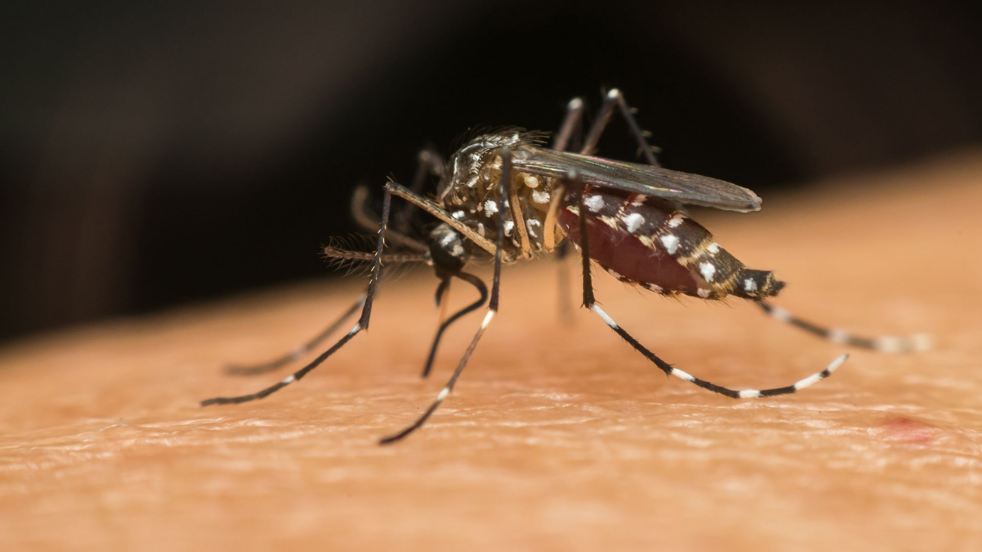 Infecções por Aedes aegypti durante a gestação aumentam riscos para mães e bebês