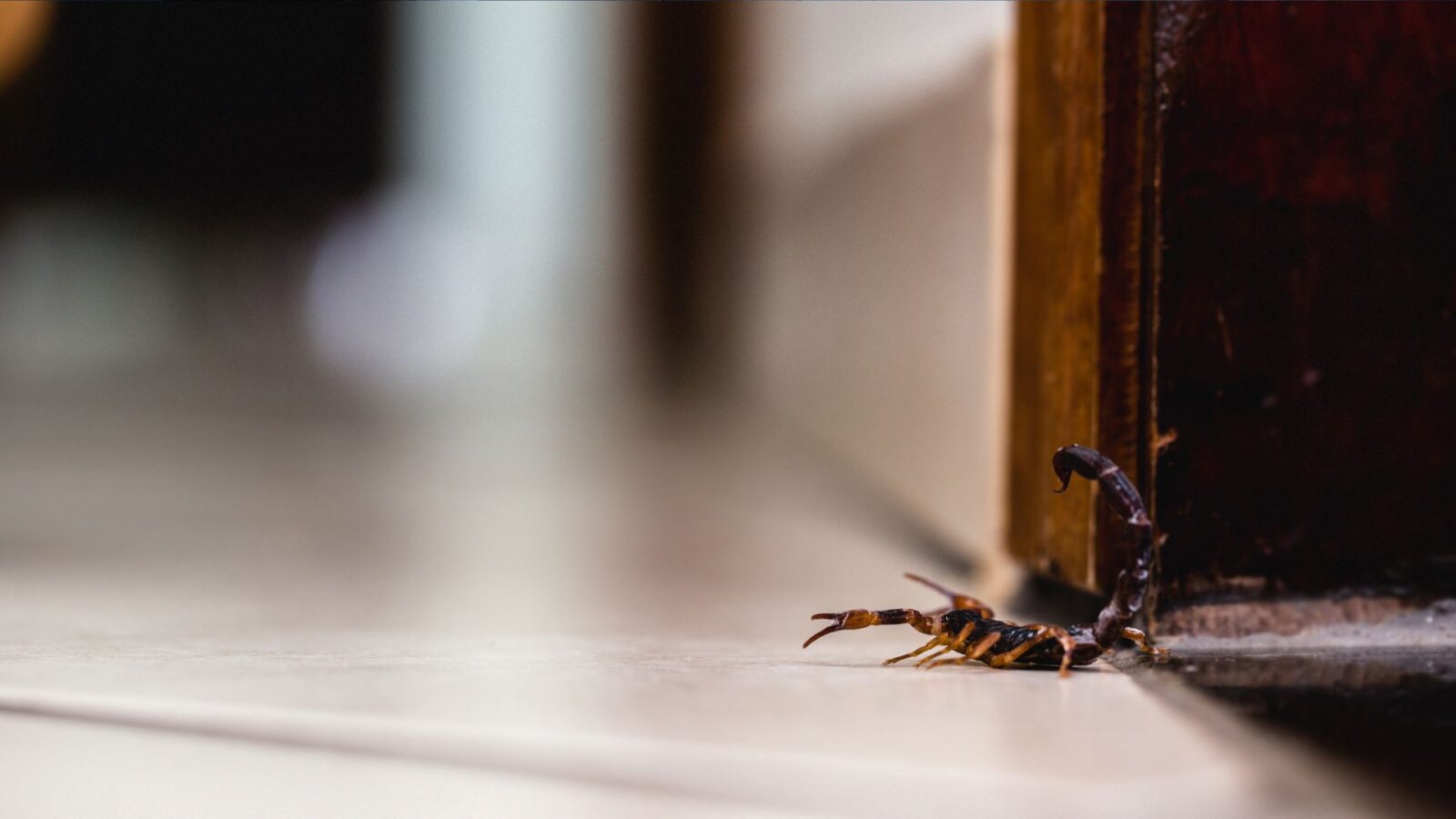 Picadas de escorpião em crianças; saiba como identificar, agir e prevenir acidentes