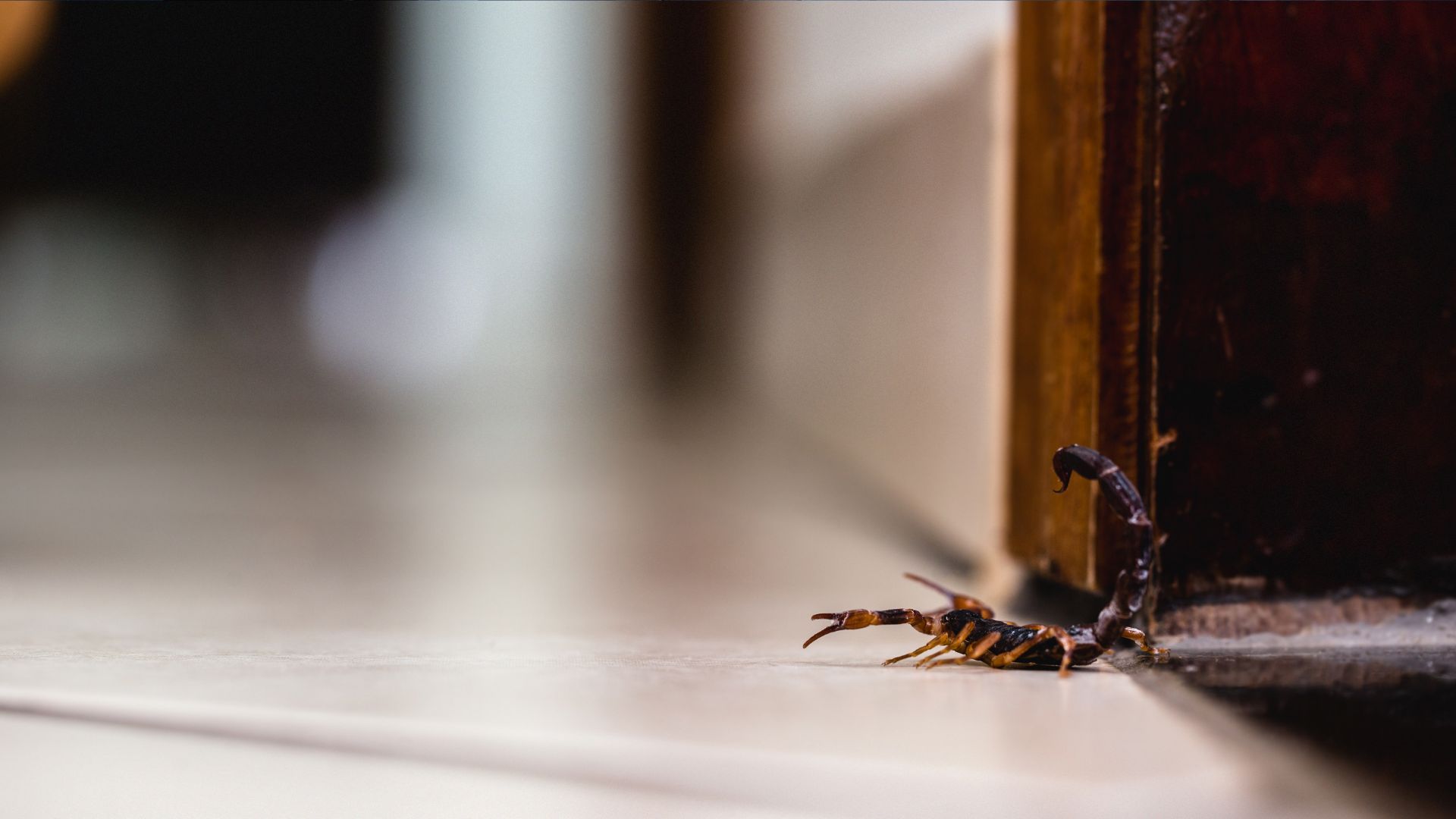 Picadas de escorpião em crianças; saiba como identificar, agir e prevenir acidentes