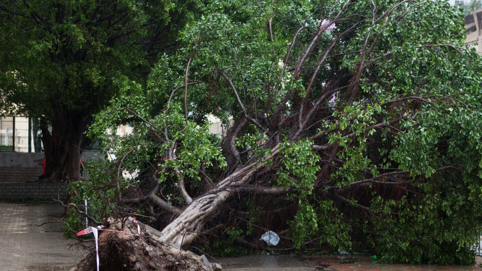 Trecho da Ernesto Geisel é interditado para retirada de árvores no Horto Florestal