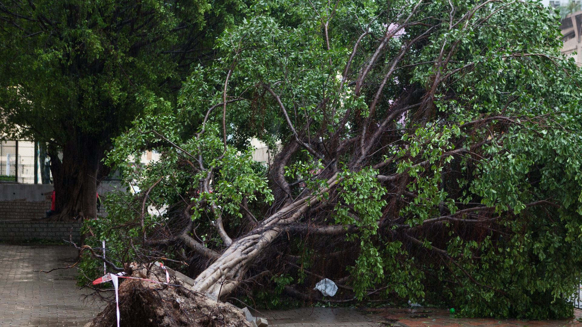 Trecho da Ernesto Geisel é interditado para retirada de árvores no Horto Florestal
