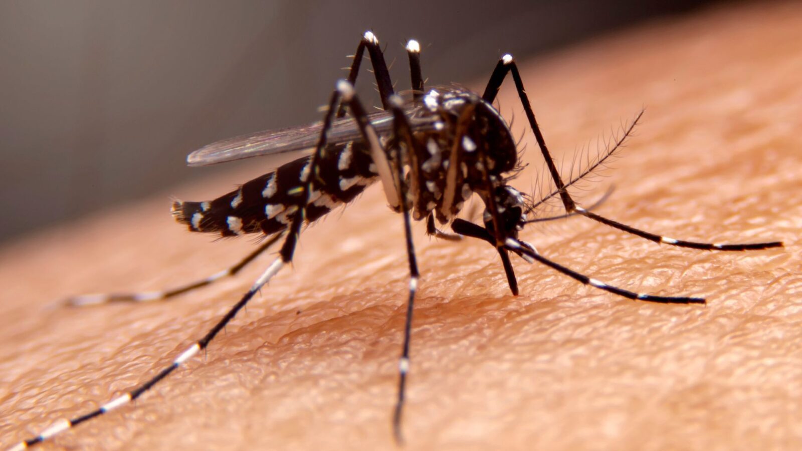 Campanha contra a dengue terá pontos de descarte para moradores em Campo Grande