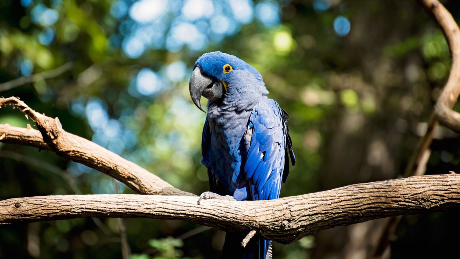 ararinhas-azuis são declaradas extintas após contaminação por vírus letal