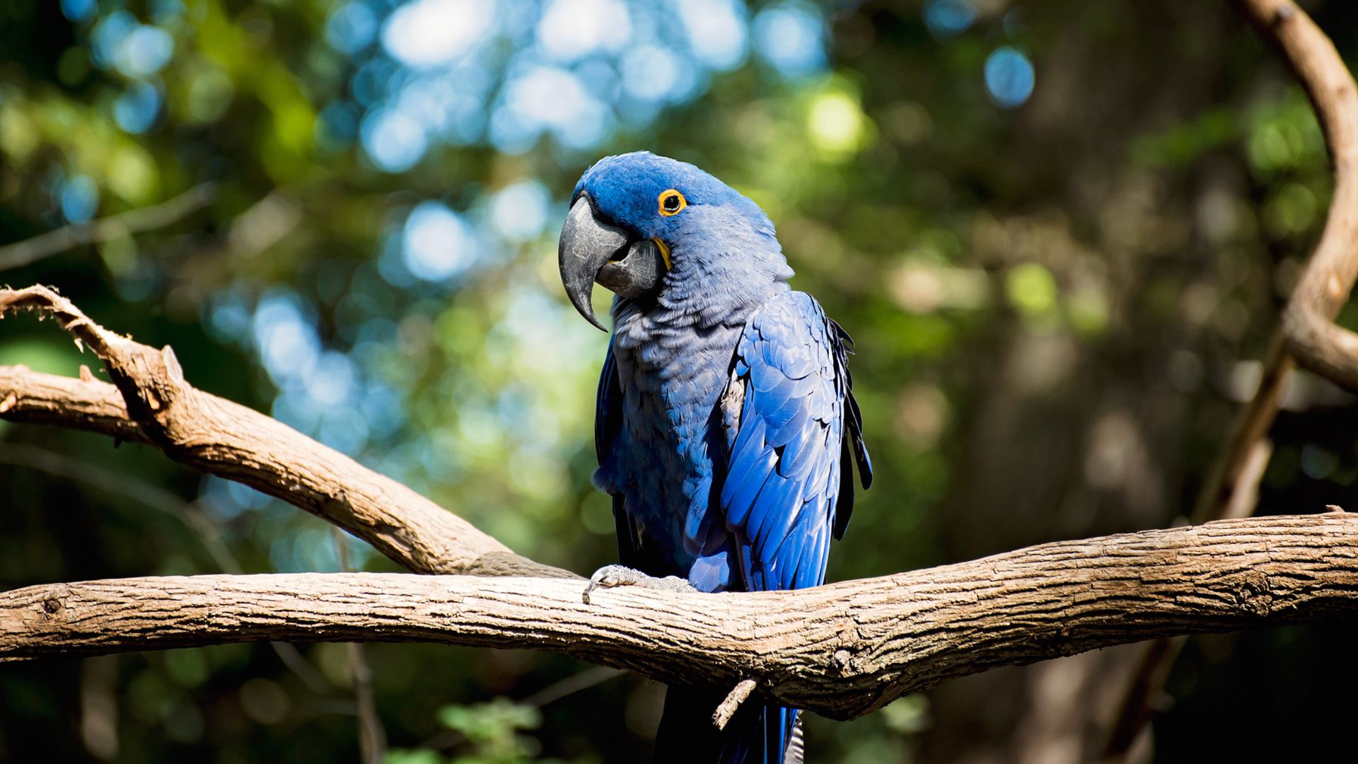 ararinhas-azuis são declaradas extintas após contaminação por vírus letal