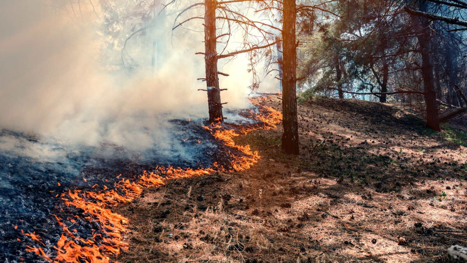 Incêndio no Pantanal já passa de 10 mil hectares e mobiliza força-tarefa