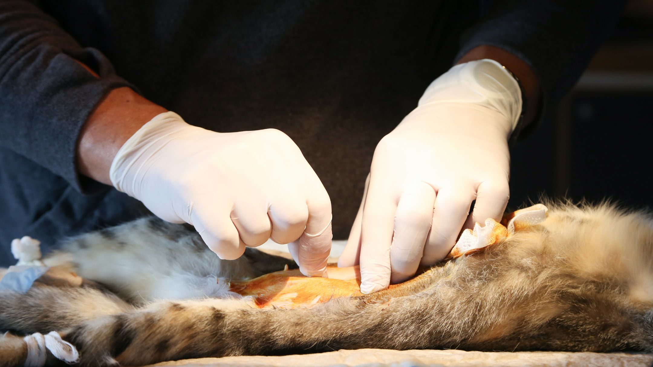 Campo Grande sanciona lei que amplia castrações gratuitas de cães e gatos