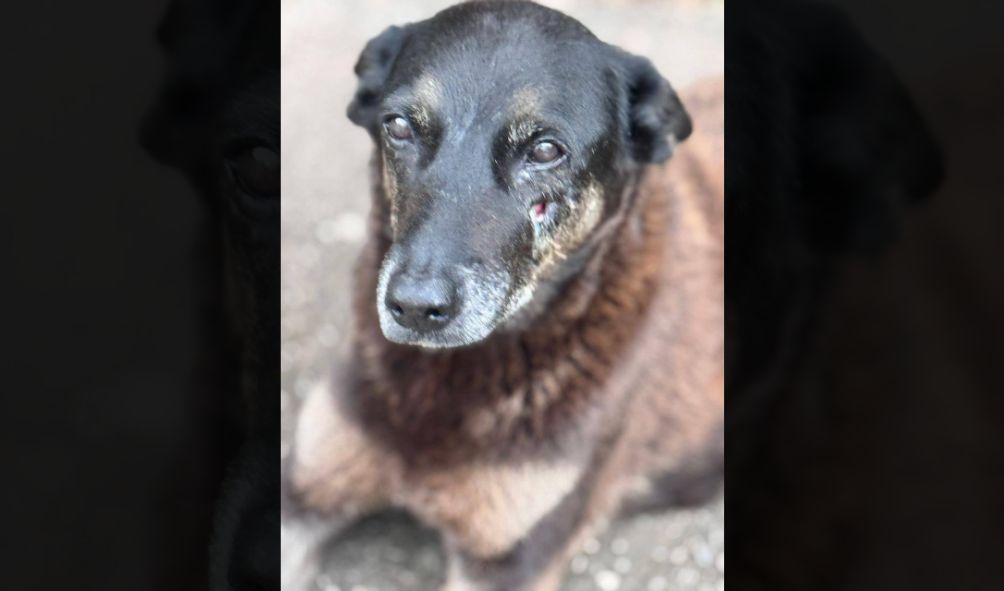 Lei Orelha: Câmara aprova urgência de projeto que muda o ECA em casos de maus-tratos a animais