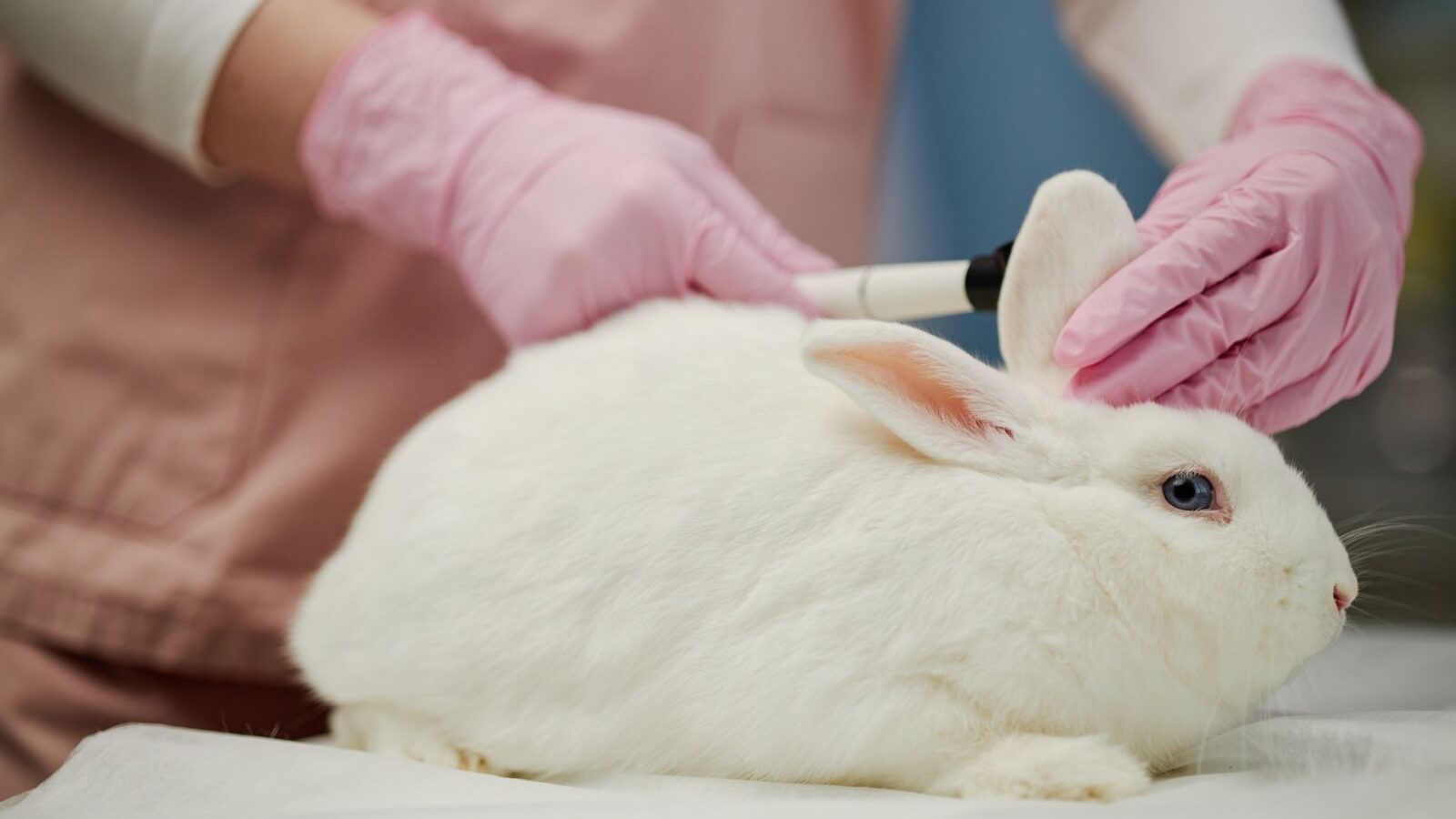 Testes oculares passam a adotar métodos sem uso de animais no Brasil