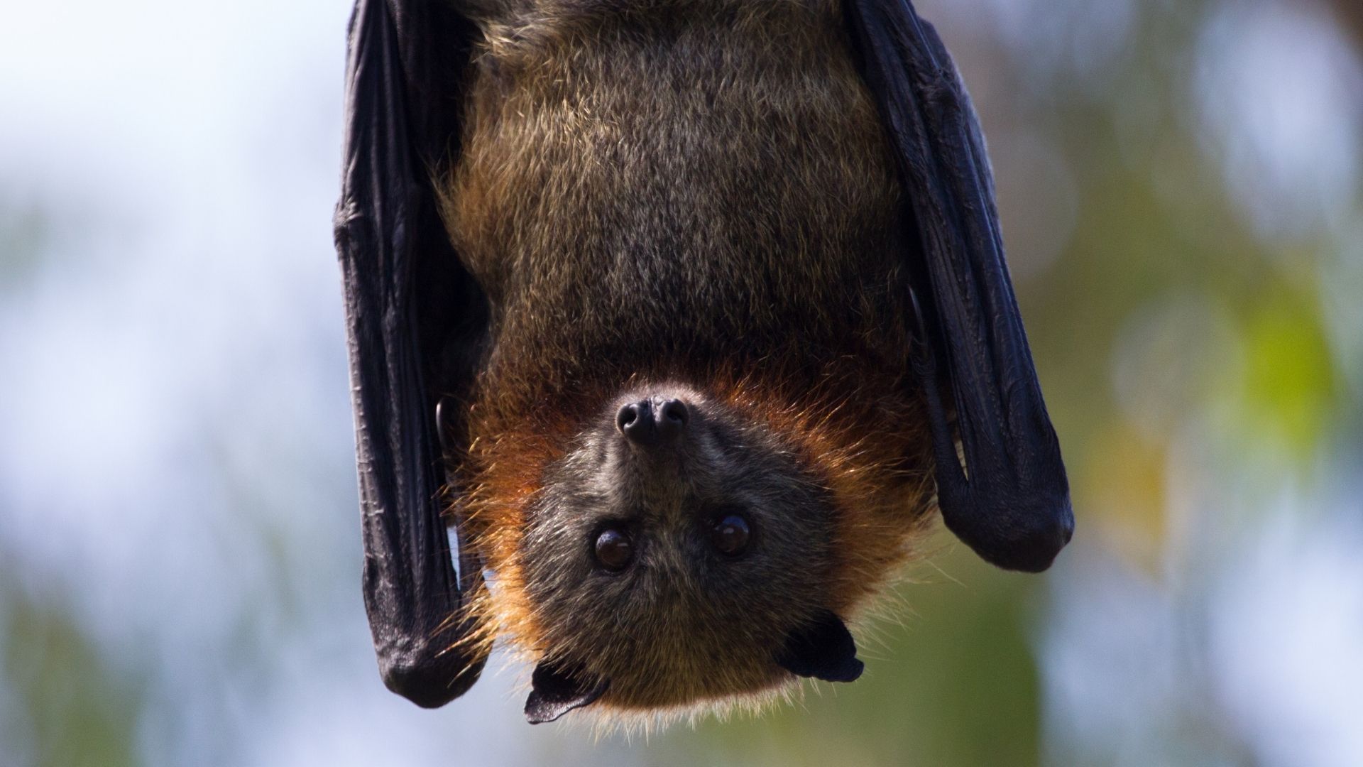 CCZ recolhe 202 morcegos com suspeita de raiva em campo grande