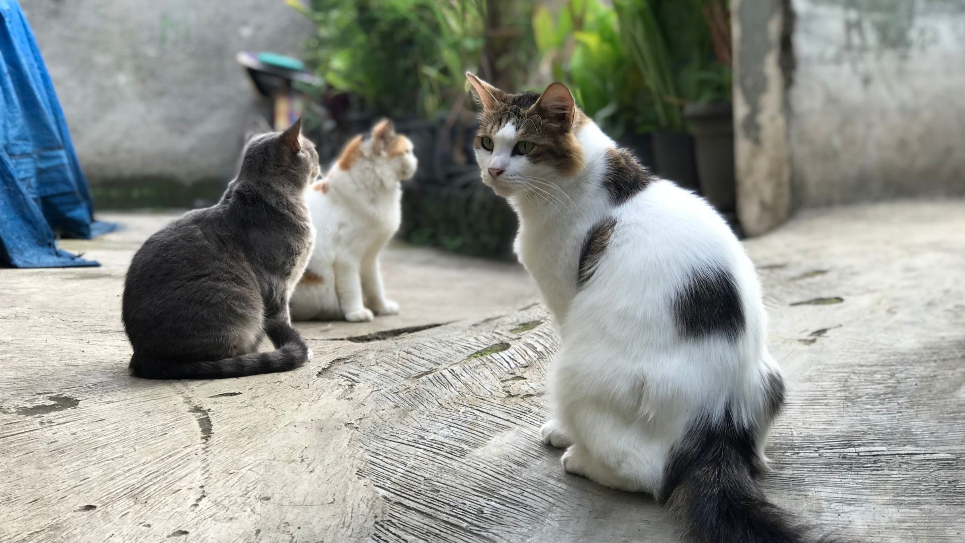 Justiça obriga prefeitura a criar abrigo público para animais em Campo Grande