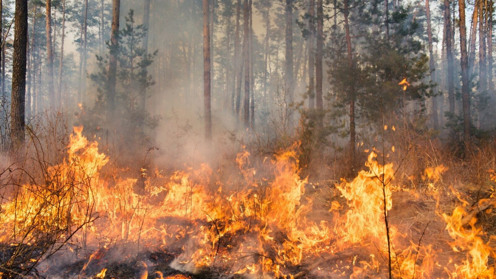 Emergência ambiental coloca Pantanal sob alerta até dezembro em MS