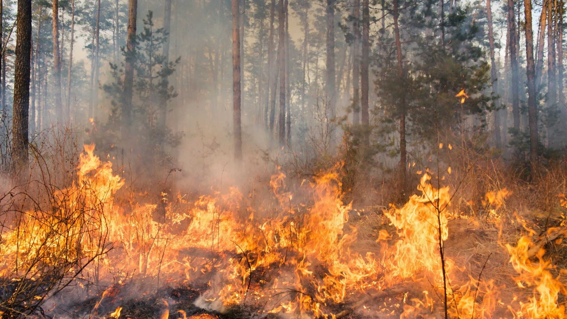 Emergência ambiental coloca Pantanal sob alerta até dezembro em MS