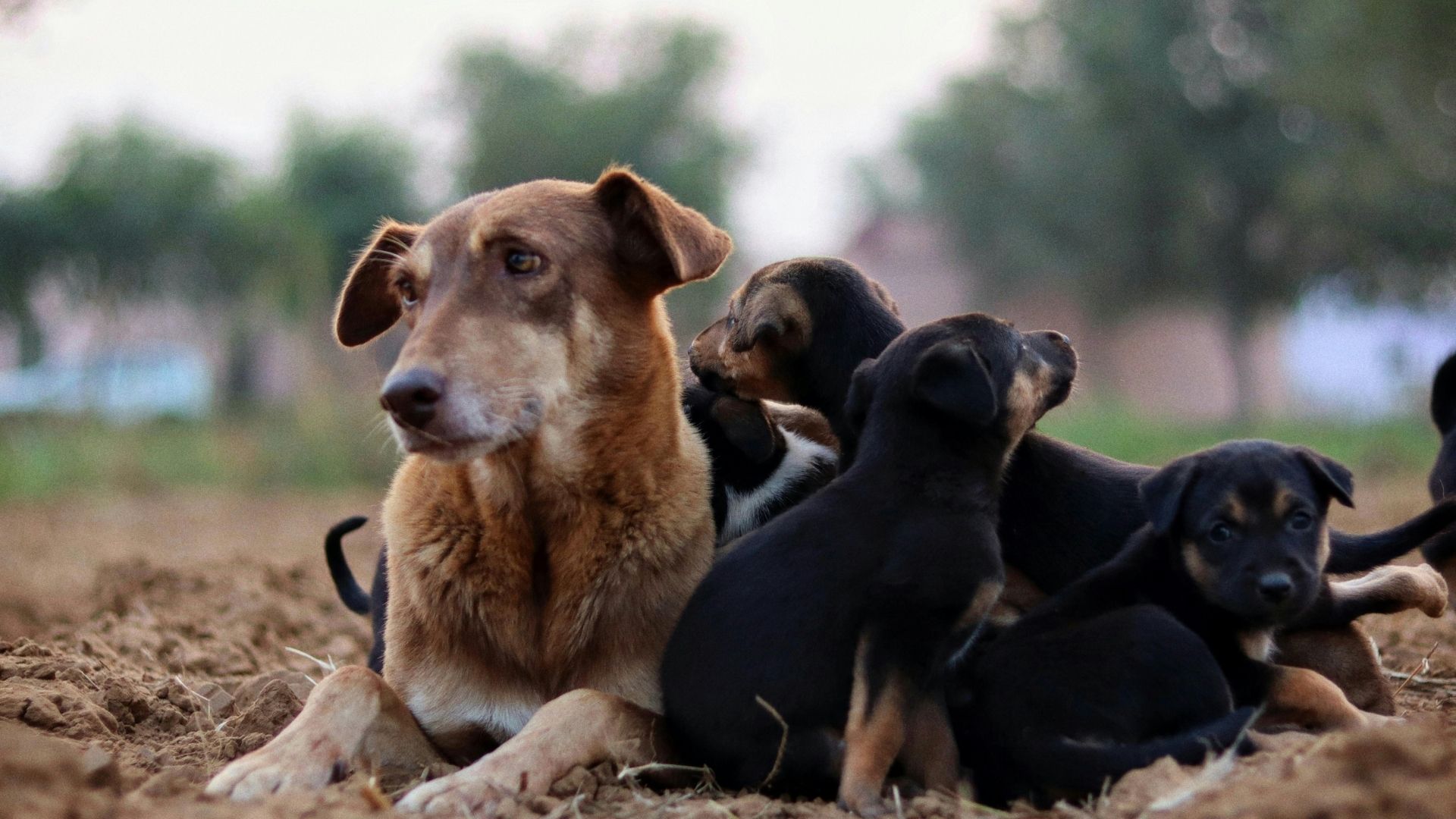 Maus-tratos a animais terá punição mais pesada e multa pode chegar a R$ 1 milhão