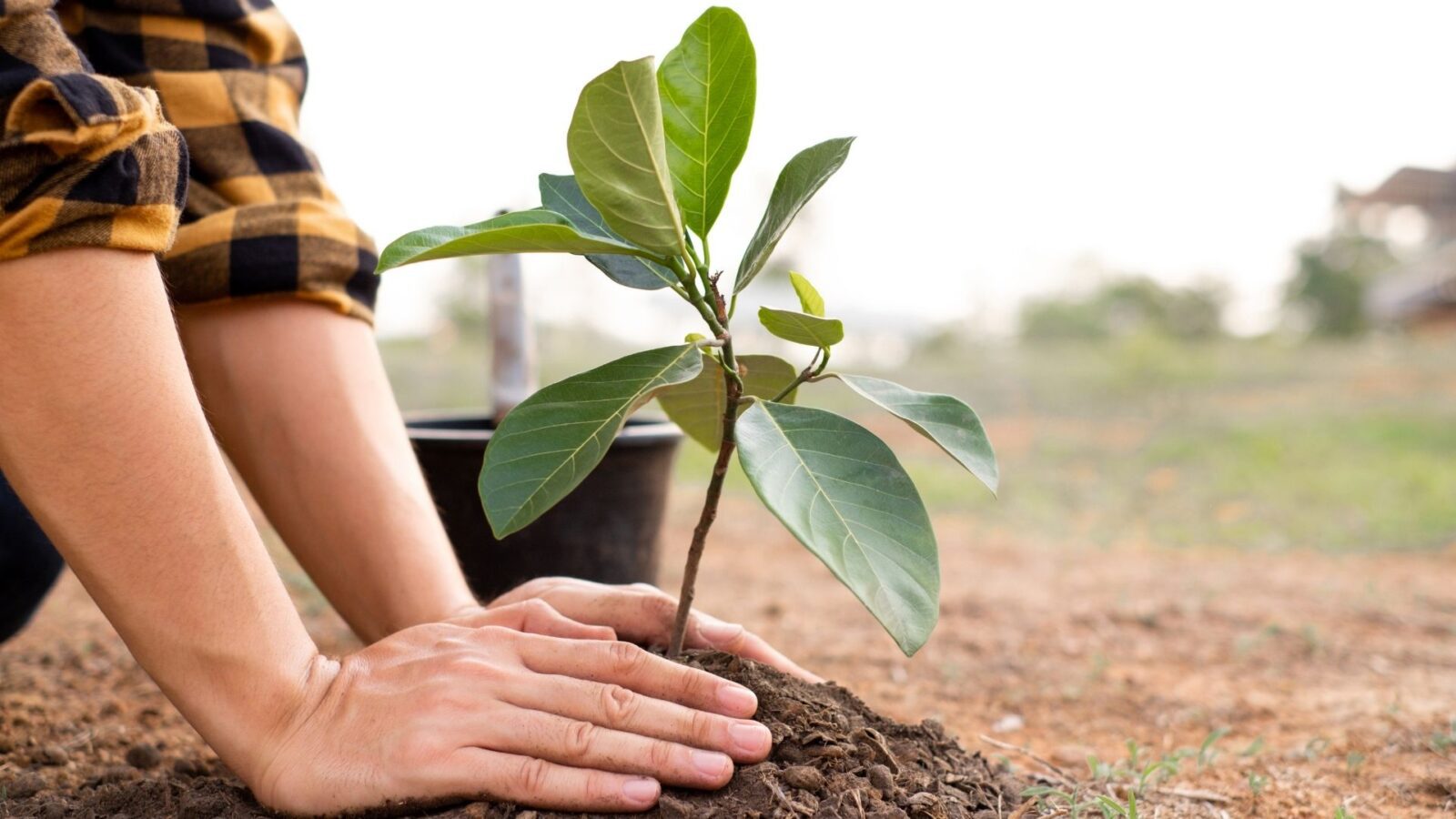Plano federal propõe ampliar arborização e reduzir desigualdade ambiental nas cidades