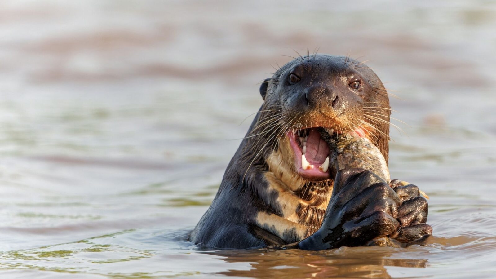 COP15 amplia proteção a 40 espécies e firma acordos globais em Campo Grande