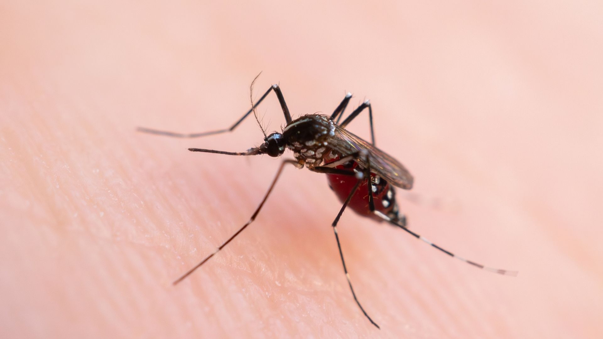 MS registra aumento expressivo de mortes por chikungunya no início de 2026